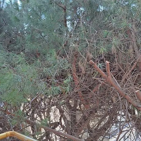 Ocean Bloom Escape B62 *