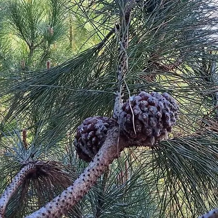 Ocean Bloom Escape B62 Golem (Tirana)